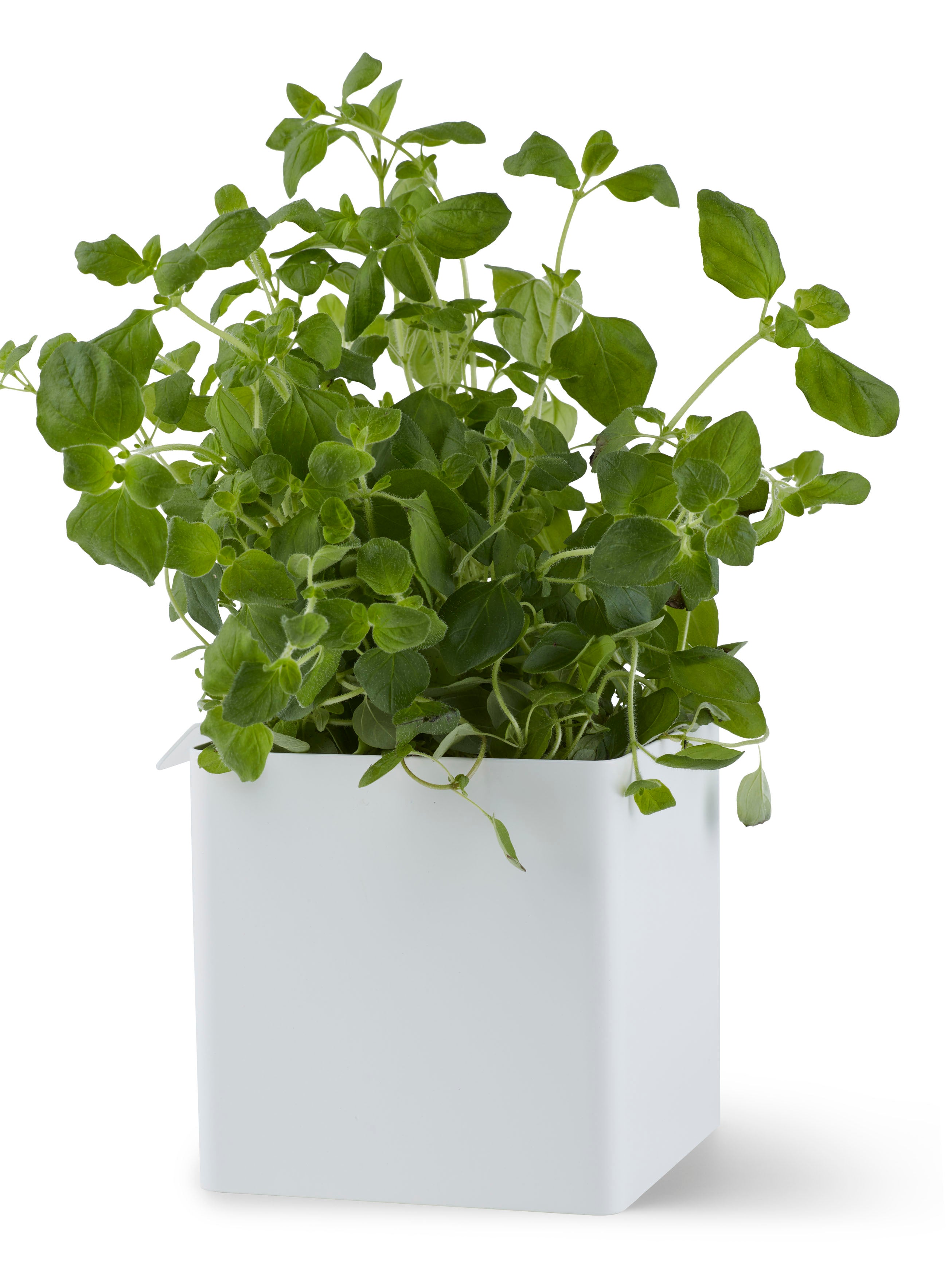 Flex box small white